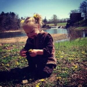 Foraging for Edible Weeds in Spring: Chickweed, Black Locust, Plantain and More Image